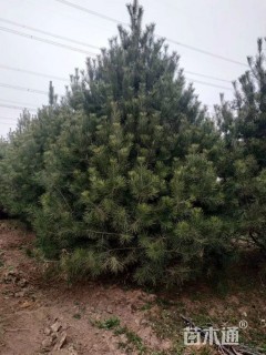 高度10厘米白皮松