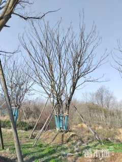 100公分(5杆)丛生朴树