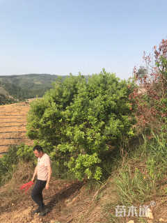 冠幅300厘米杨梅球