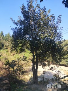 5公分黄花风铃木