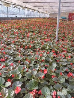 高度20厘米秋海棠