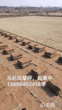 草块状马尼拉草