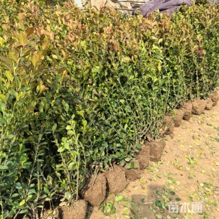 高度35厘米胶东卫矛
