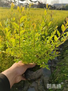 高度30厘米亮晶女贞小苗