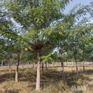 25公分合欢
