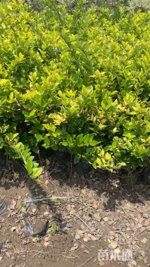 高度50厘米金森女贞