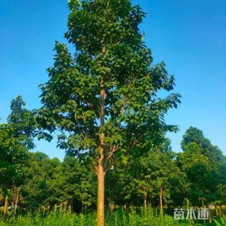 8公分楸树