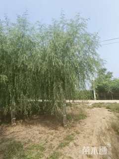 15公分垂柳
