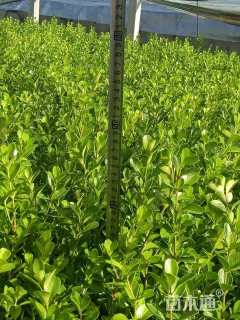 高度40厘米瓜子黄杨