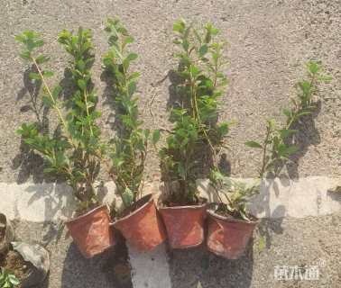 容器苗安酷杜鹃