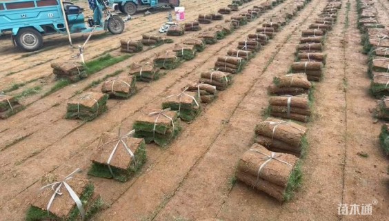 草卷状马尼拉草