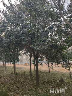 15公分大叶女贞