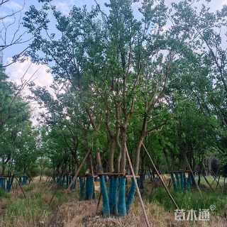 50公分丛生乌桕