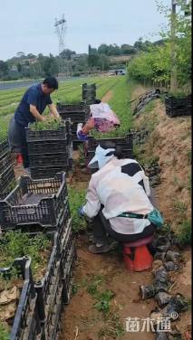 1公分枣树