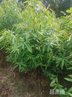 1公分刨花润楠