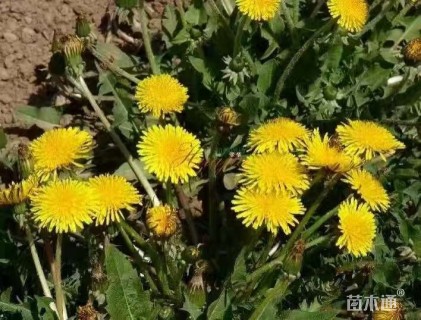 高度10厘米菊花
