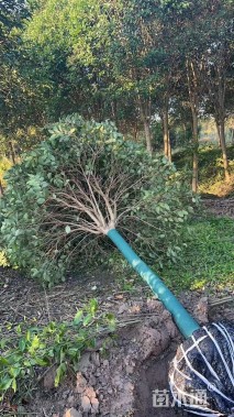 10公分大叶女贞