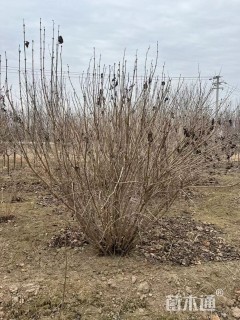 高度150厘米丛生丁香