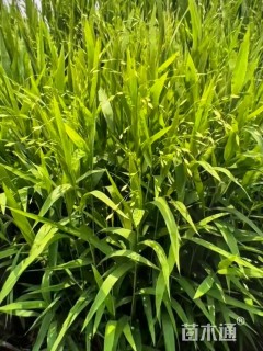 高度50厘米小盼草