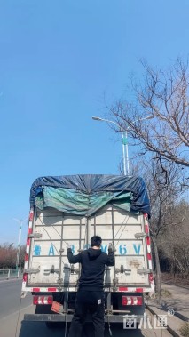 高度30厘米花烟草