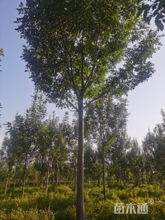 10公分白蜡