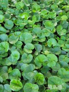 高度20厘米大吴风草