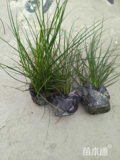 高度30厘米小兔子狼尾草