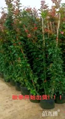 80厘米藤本月季