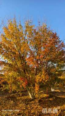 高度700厘米丛生元宝枫