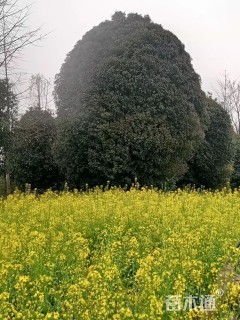 32公分桂花