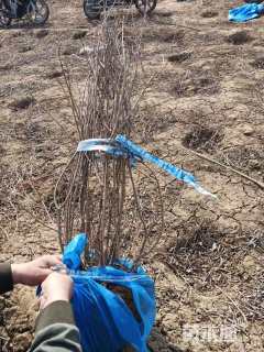 高度100厘米丁香