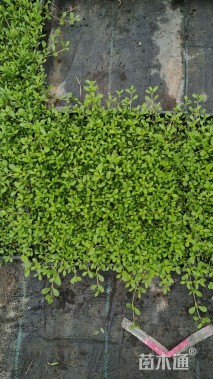 高度10厘米姬岩垂草