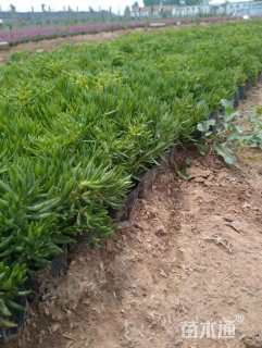 高度15厘米佛甲草