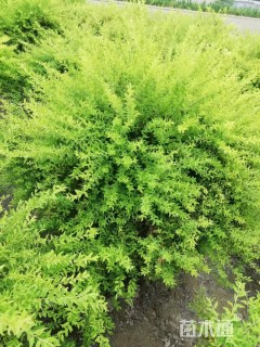 高度100厘米喷雪花