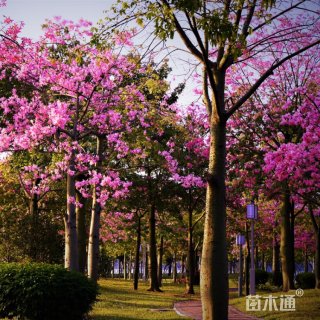 15公分大腹木棉