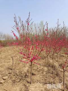 8公分菊花碧桃