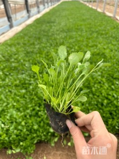 高度15厘米大滨菊