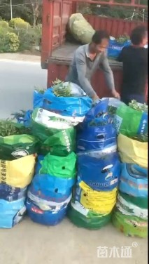 高度30厘米金叶假连翘