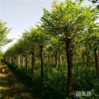12公分圆冠榆