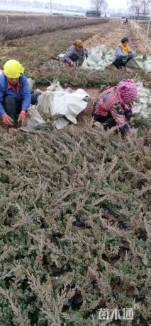 高度35厘米铺地柏