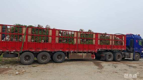 高度300厘米青海云杉