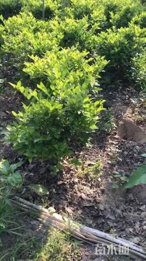 高度50厘米金叶女贞