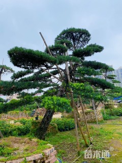 移栽苗造型罗汉松