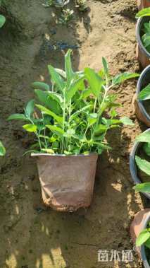 高度20厘米穗花婆婆纳