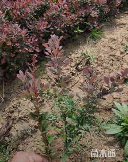 高度40厘米红叶小檗