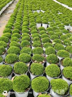 高度10厘米舞草