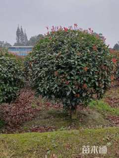 冠幅1500厘米红叶石楠球