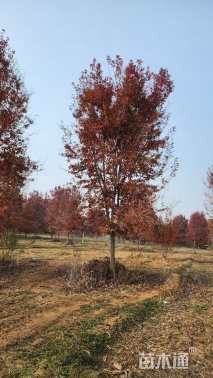 18公分美国红枫