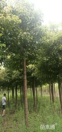 12公分光杆香樟