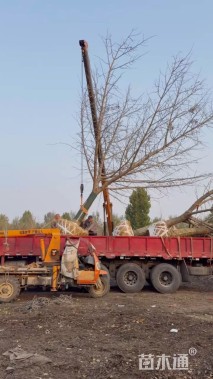 22公分嫁接银杏